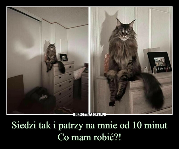 
    
Siedzi tak i patrzy na mnie od 10 minut
Co mam robić?! 