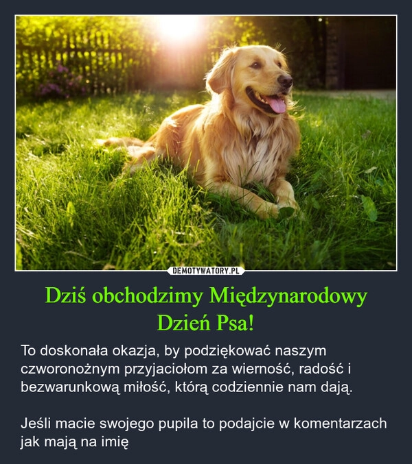 
    Dziś obchodzimy Międzynarodowy Dzień Psa!