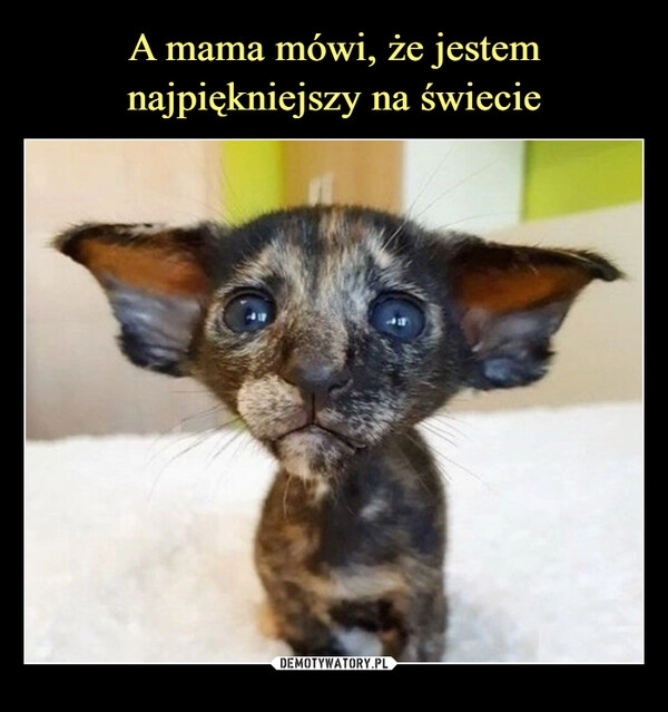 
    A mama mówi, że jestem najpiękniejszy na świecie