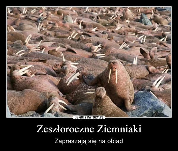 
    Zeszłoroczne Ziemniaki
