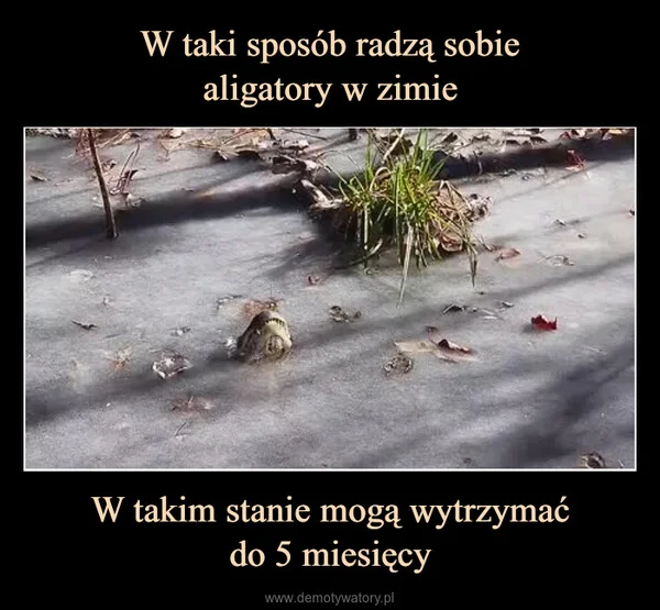 
    W taki sposób radzą sobie aligatory w zimie W takim stanie mogą wytrzymać do 5 miesięcy