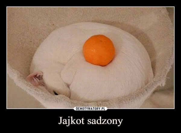
    Jajkot sadzony