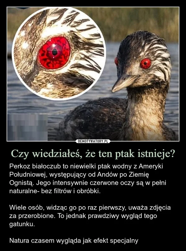 
    Czy wiedziałeś, że ten ptak istnieje?