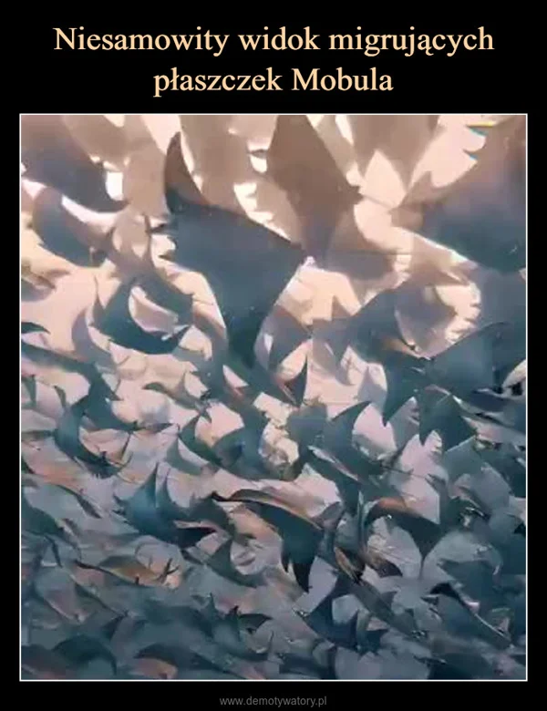 Niesamowity widok migrujących płaszczek Mobula