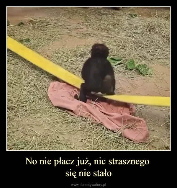 
    No nie płacz już, nic strasznego się nie stało