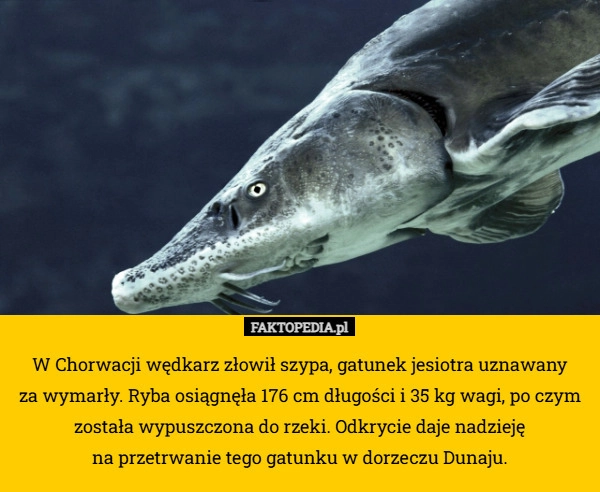 
    W Chorwacji wędkarz złowił szypa, gatunek jesiotra uznawany
 za wymarły.