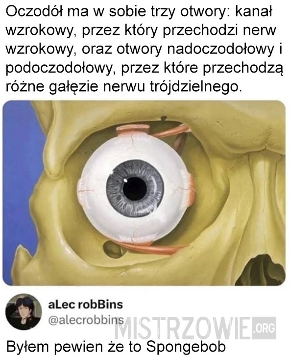 
    Oczodół
