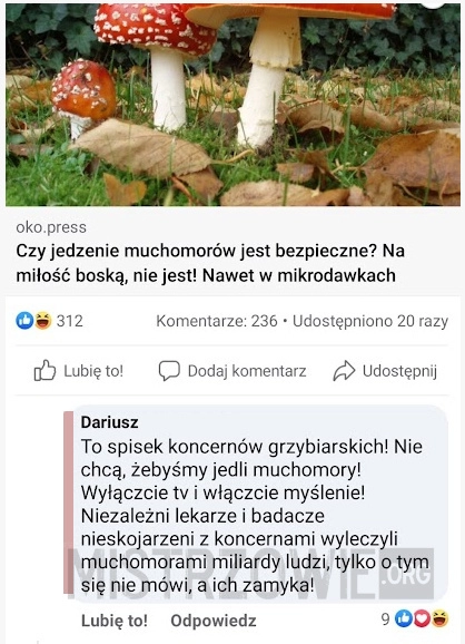
    
			Muchomory					