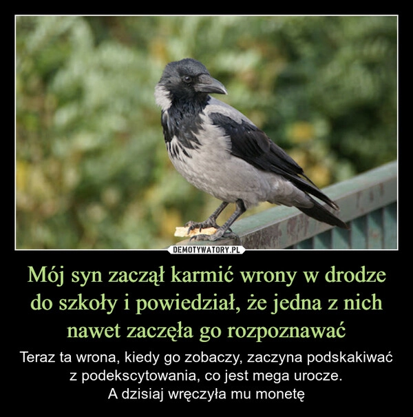 
    Mój syn zaczął karmić wrony w drodze do szkoły i powiedział, że jedna z nich nawet zaczęła go rozpoznawać