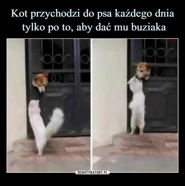 Kot przychodzi do psa każdego dnia
 tylko po to, aby dać mu buziaka