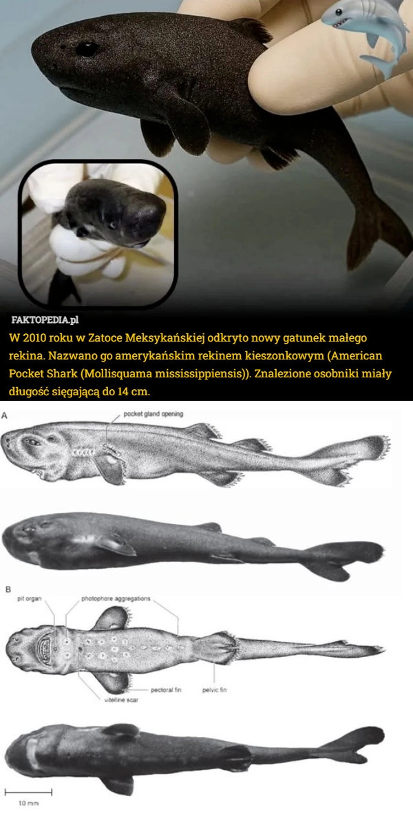 
    W 2010 roku w Zatoce Meksykańskiej odkryto nowy gatunek małego rekina. Nazwano