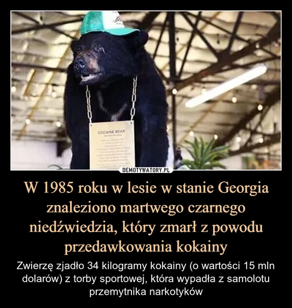 
    W 1985 roku w lesie w stanie Georgia znaleziono martwego czarnego niedźwiedzia, który zmarł z powodu przedawkowania kokainy