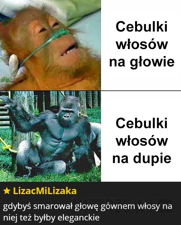 
    Cebulki