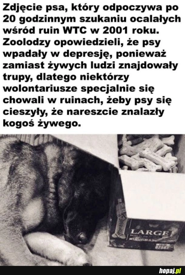 
    Empatyczne pieski