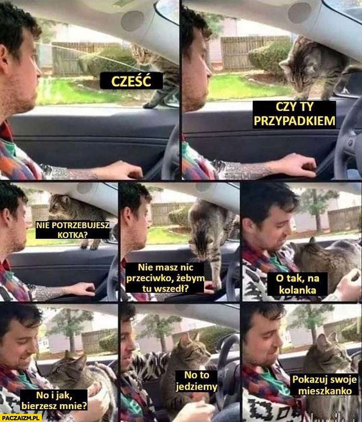 
    Kot kotek cześć czy ty przypadkiem nie potrzebujesz kotka? Bierzesz mnie to jedziemy pokazuj swoje mieszkanko