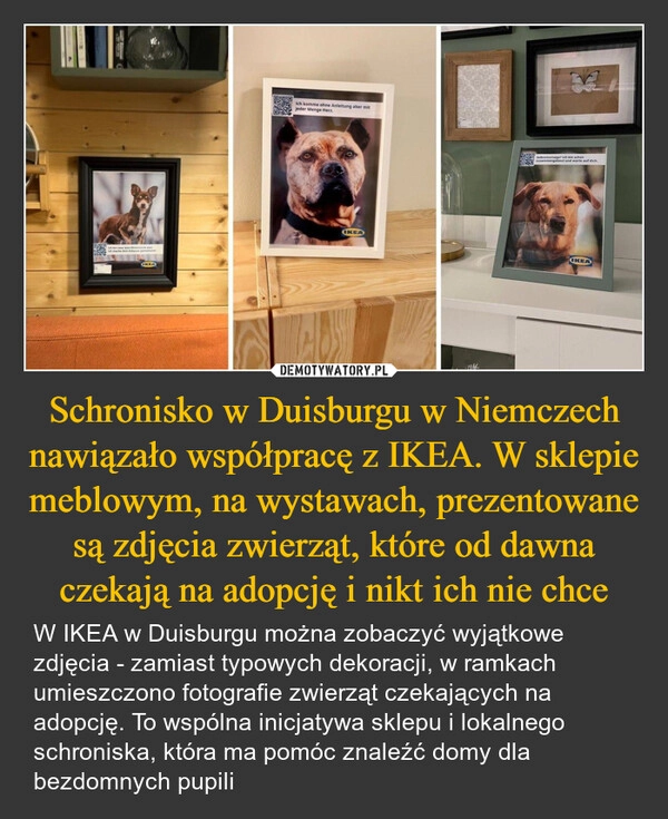 
    Schronisko w Duisburgu w Niemczech nawiązało współpracę z IKEA. W sklepie meblowym, na wystawach, prezentowane są zdjęcia zwierząt, które od dawna czekają na adopcję i nikt ich nie chce