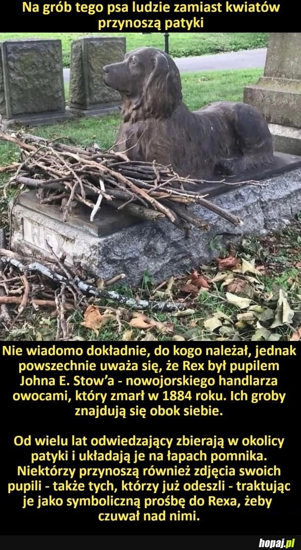 Na grób tego psa ludzie zamiast kwiatów przynoszą patyki