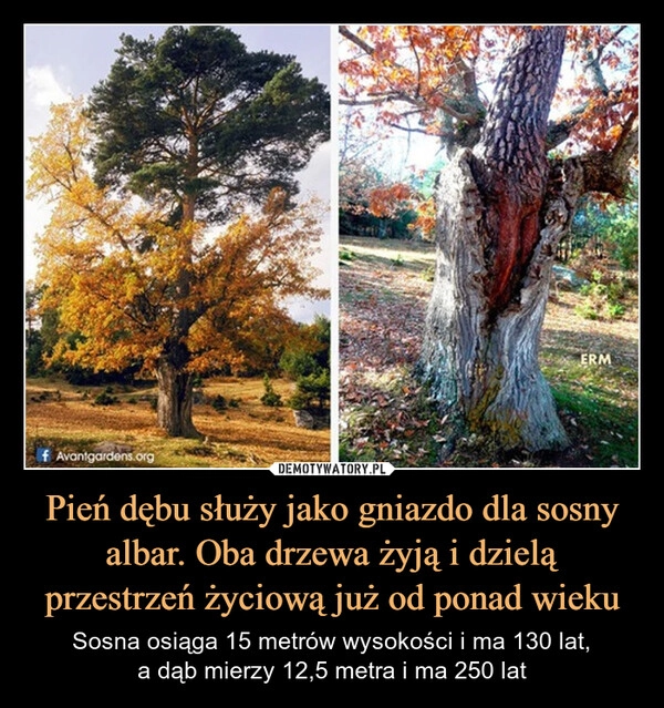 
    Pień dębu służy jako gniazdo dla sosny albar. Oba drzewa żyją i dzielą przestrzeń życiową już od ponad wieku