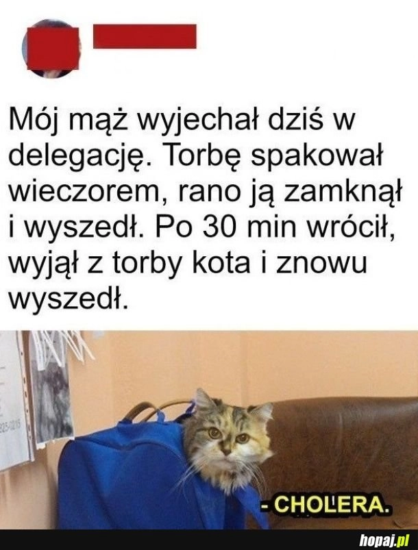 Pasażer na gapę