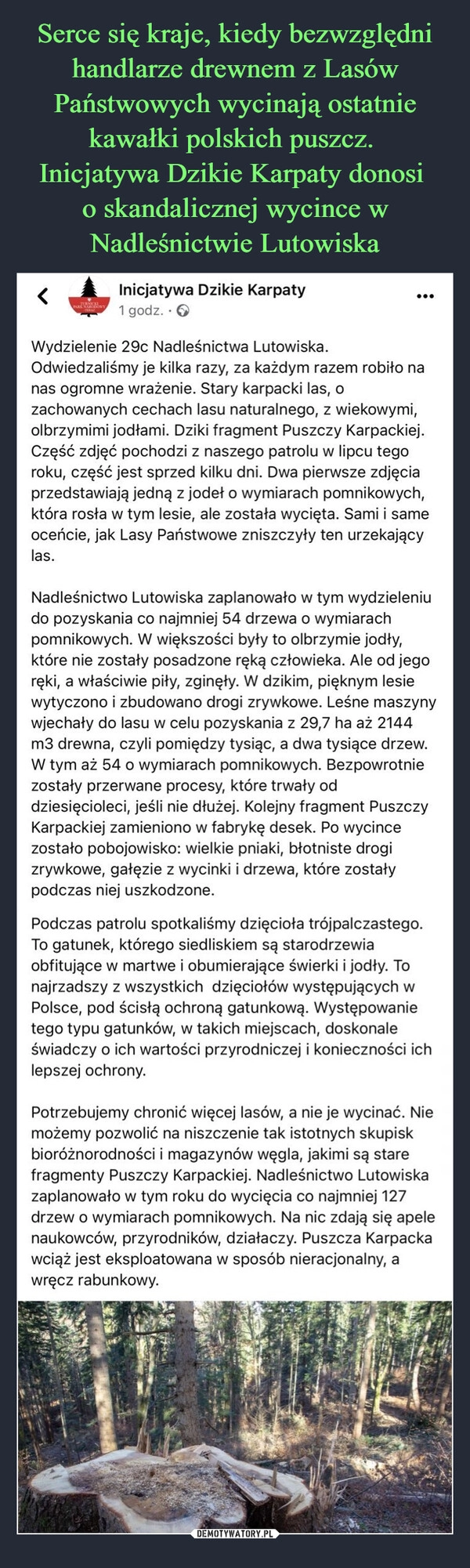
    
Serce się kraje, kiedy bezwzględni handlarze drewnem z Lasów Państwowych wycinają ostatnie kawałki polskich puszcz.
Inicjatywa Dzikie Karpaty donosi
o skandalicznej wycince w Nadleśnictwie Lutowiska 
