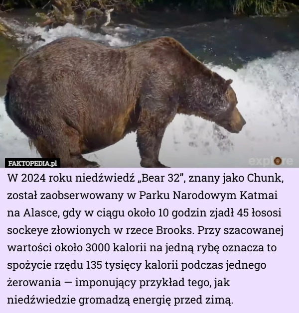 
    W 2024 roku niedźwiedź „Bear 32”, znany jako Chunk, został zaobserwowany...