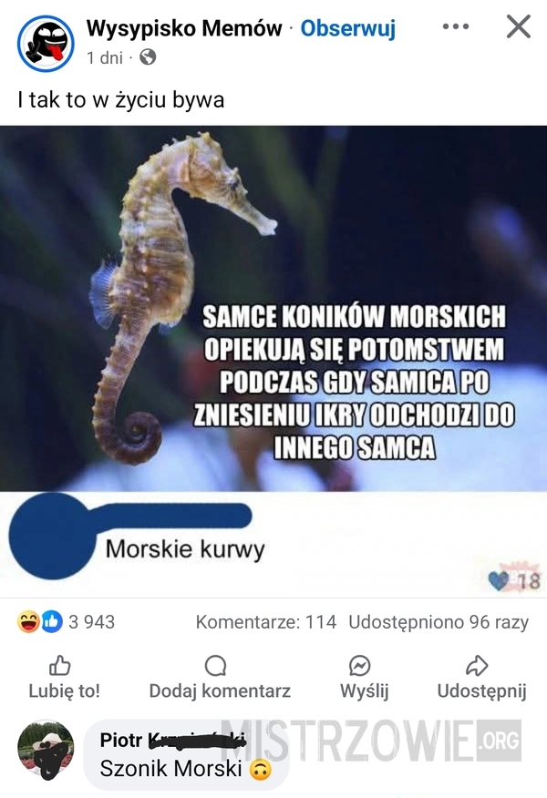 
    Konik morski