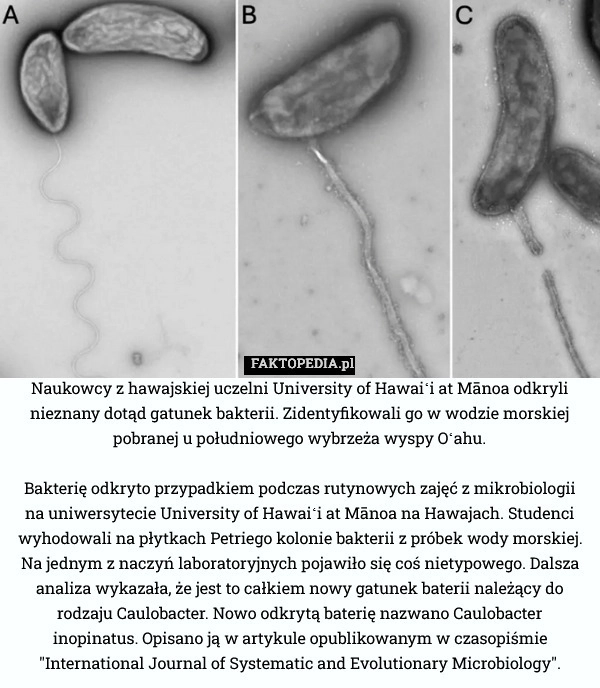 
    Naukowcy z hawajskiej uczelni University of Hawaiʻi at Mānoa odkryli nieznany