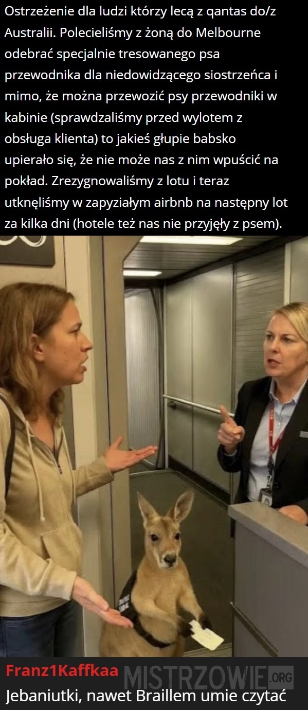 
    Tresowany pies przewodnik
