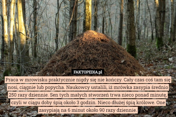 
    
			Praca w mrowisku praktycznie nigdy się nie kończy. Cały czas coś tam się					