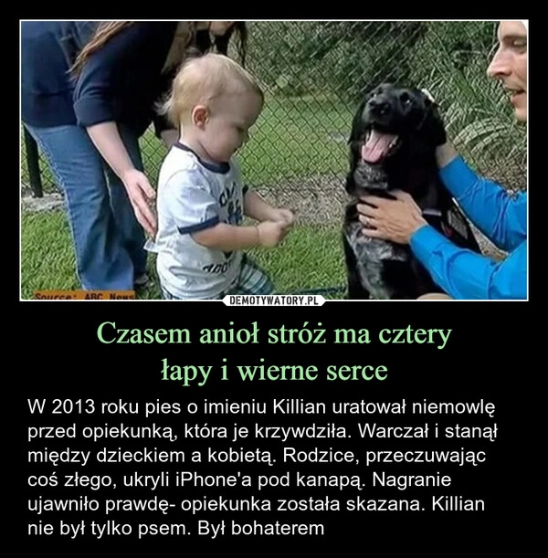 
    Czasem anioł stróż ma cztery
łapy i wierne serce