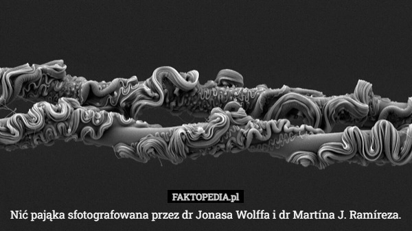 
    Nić pająka sfotografowana przez dr Jonasa Wolffa i dr Martína J. Ramíreza.