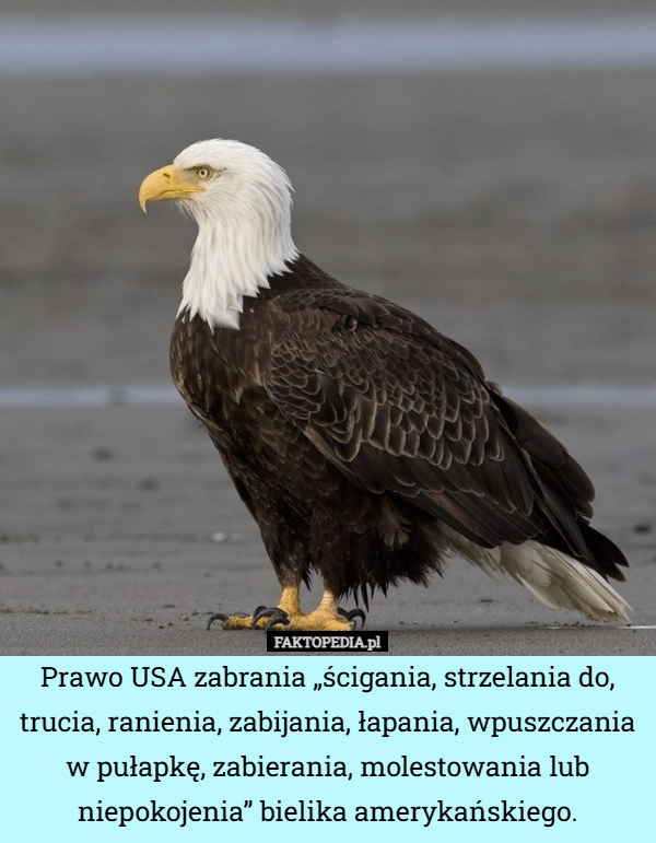 
    Prawo USA zabrania „ścigania, strzelania do, trucia, ranienia, zabijania,