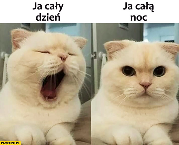 Kot ja cały dzień ziewa, ja całą noc czujny skupiony