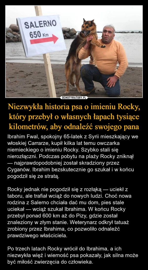 
    Niezwykła historia psa o imieniu Rocky, który przebył o własnych łapach tysiące kilometrów, aby odnaleźć swojego pana
