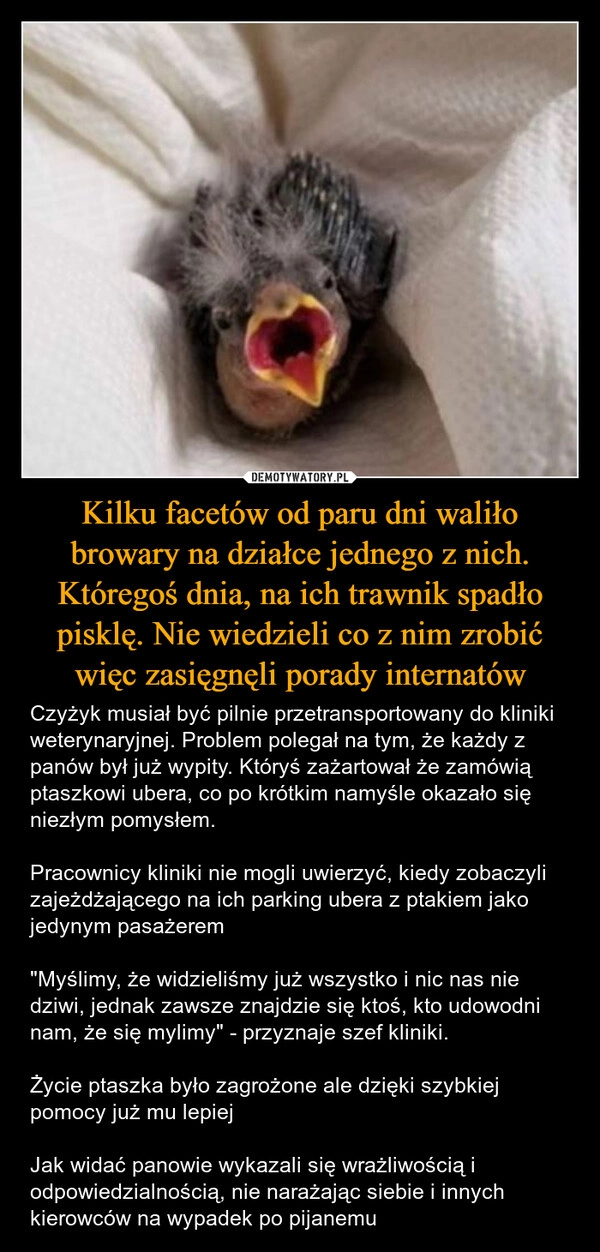 
    Kilku facetów od paru dni waliło browary na działce jednego z nich. Któregoś dnia, na ich trawnik spadło pisklę. Nie wiedzieli co z nim zrobić więc zasięgnęli porady internatów