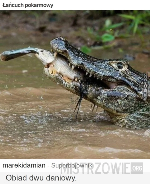 
    Łańcuch pokarmowy