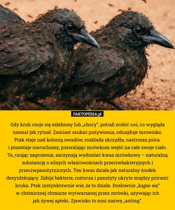 Gdy kruk czuje się osłabiony lub „chory”, potrafi zrobić coś, co wygląda