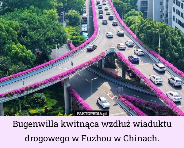 Bugenwilla kwitnąca wzdłuż wiaduktu drogowego w Fuzhou w Chinach.