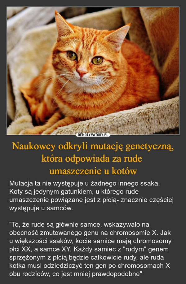 
    Naukowcy odkryli mutację genetyczną, która odpowiada za rude 
umaszczenie u kotów