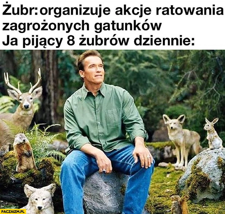 
    Żubr organizuje akcje ratowania zagrożonych gatunków ja pijacy 8 Żubrów dziennie Schwarzenegger
