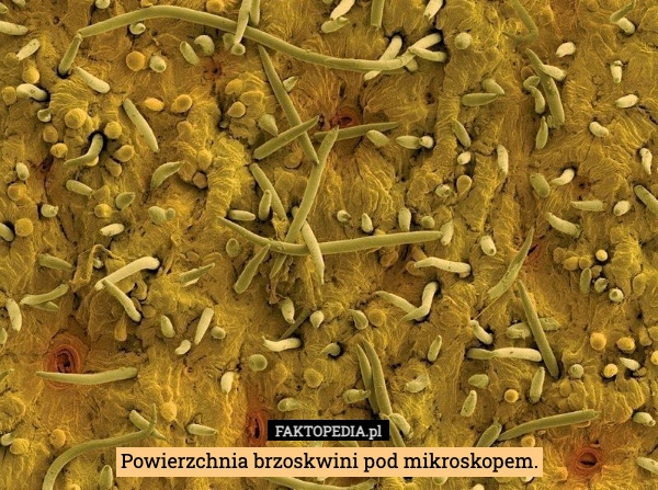 
    Powierzchnia brzoskwini pod mikroskopem.