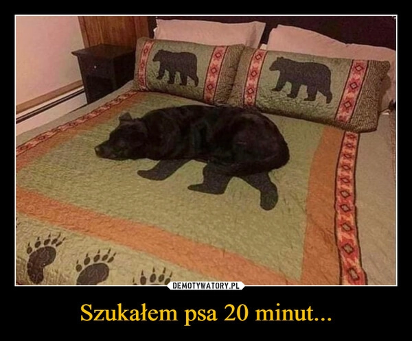 
    Szukałem psa 20 minut...