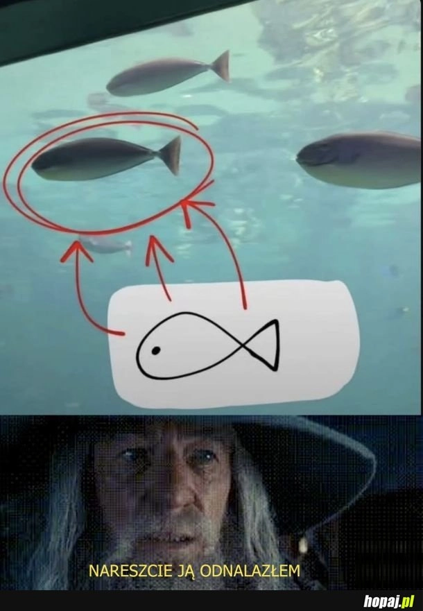 Słynna rybka odnaleziona