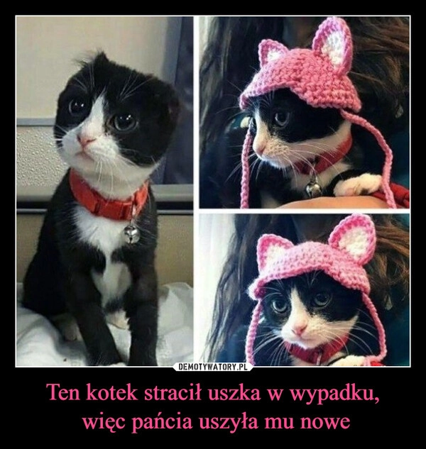 Ten kotek stracił uszka w wypadku,
 więc pańcia uszyła mu nowe