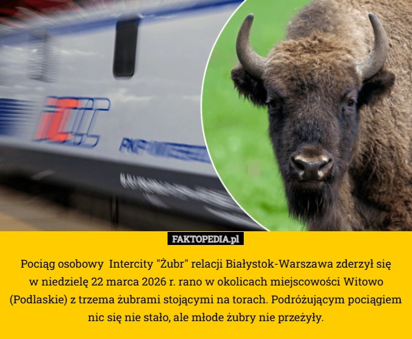 
    Pociąg osobowy  Intercity "Żubr" relacji Białystok-Warszawa zderzył