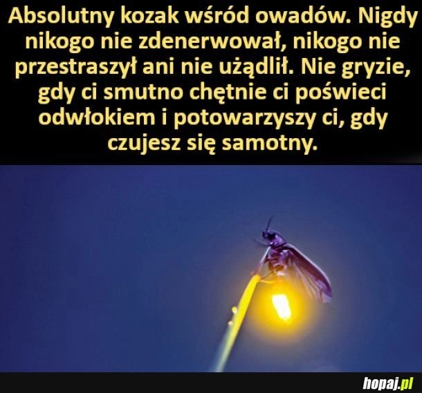 
    Owad