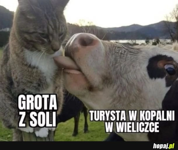 
    Sprawdzę tylko