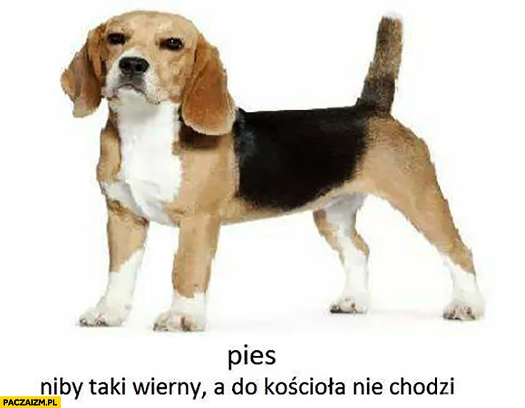 
    Pies niby taki wierny a do kościoła nie chodzi