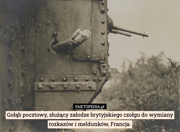 
    Gołąb pocztowy, służący załodze brytyjskiego czołgu do wymiany rozkazów