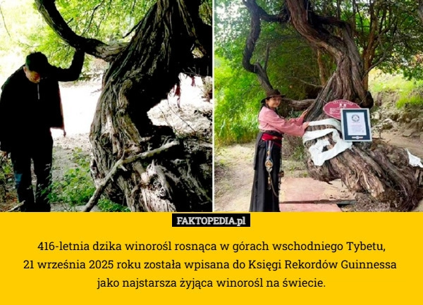 416-letnia dzika winorośl rosnąca w górach wschodniego Tybetu,
 21 września